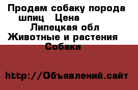 Продам собаку порода шпиц › Цена ­ 5 000 - Липецкая обл. Животные и растения » Собаки   